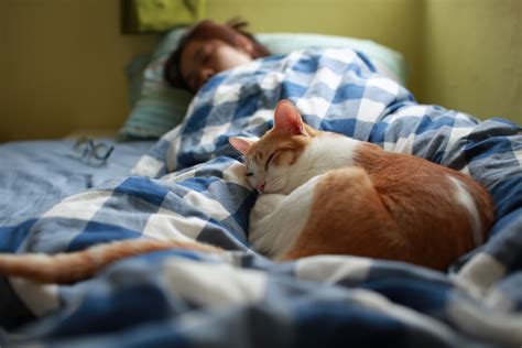 半蔵門 ミュージアム - なぜ猫はここでしか眠らないのか？